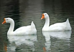 養(yǎng)鵝禁忌有哪些？看看你中了幾條！