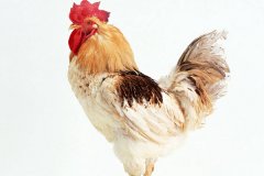 肉雞常見呼吸道病的發(fā)病原因？