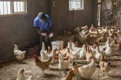雞新城疫用什么藥效果好，知道之后無需再區(qū)分