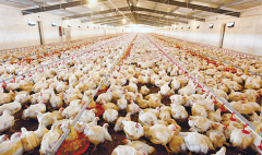 肉雞壞死性腸炎飼料報酬低，整齊度差嚴重影響